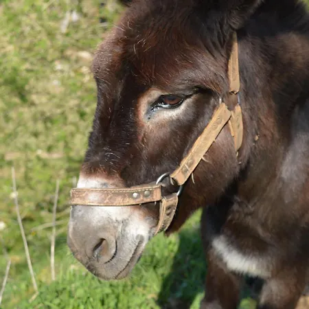 Le Logis - Proche Sarlat 別荘